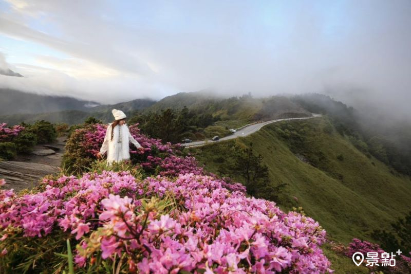 於2024年6月9日拍攝的合歡山北峰紅毛杜鵑花景。（圖／pechi_05.18）