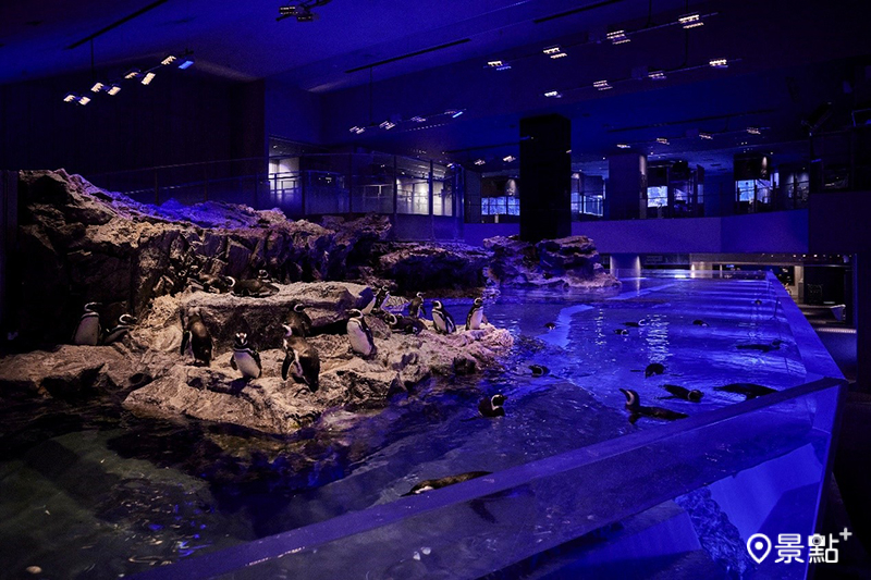 日本最大的室內開放式水槽，遊客可以從各種視角觀賞可愛的企鵝。