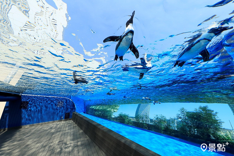 推薦東京3大人氣水族館，戲水企鵝彷彿化身空中飛鳥、夢幻水母隧道必看！（圖／©陽光水族館）