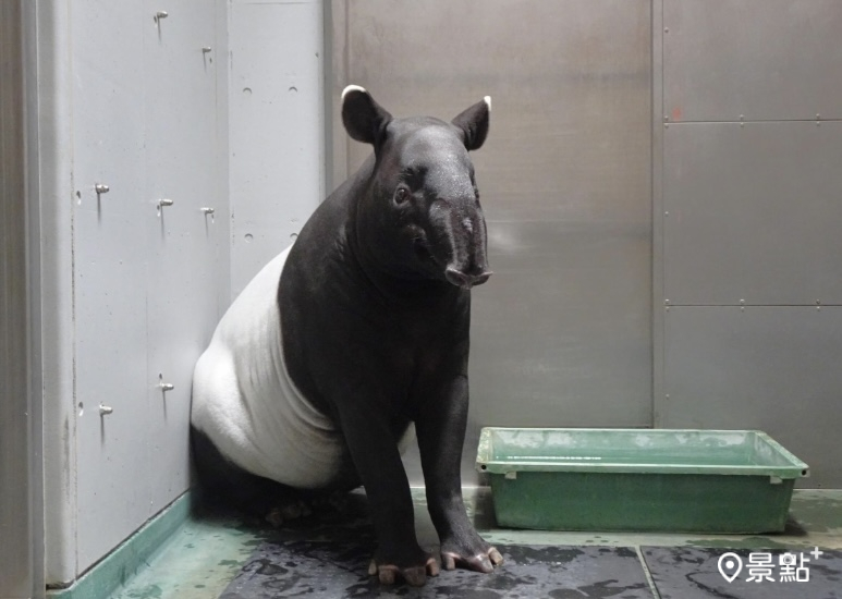 圖 / 橫濱動物園，以下同