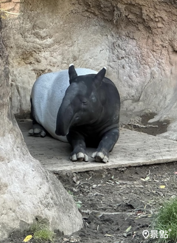 橫濱動物園馬來貘英雄來台後發現無生命跡象，死因待查。