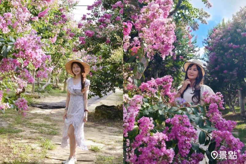 苗栗苑裡紫薇花園綻放花景，吸引人前往拍照打卡。（圖／yishan1128）