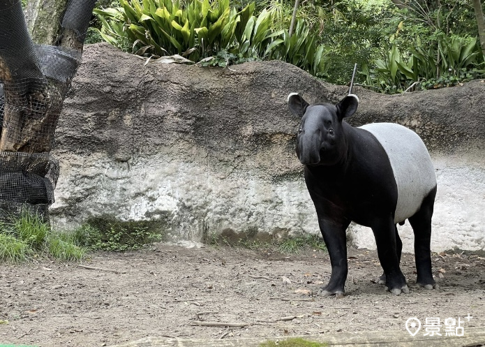 圖 / 台北市立動物園，以下同