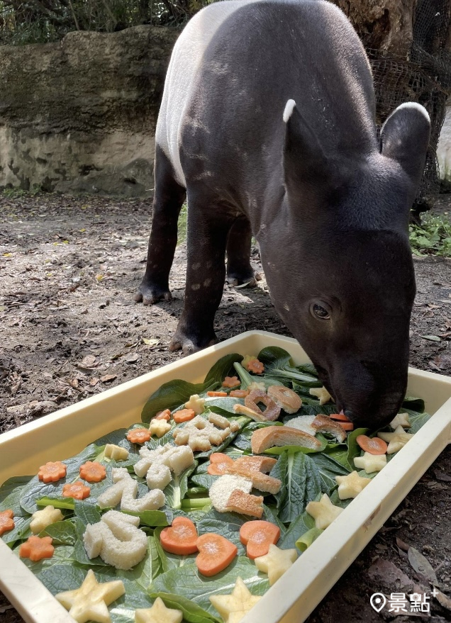 橫濱動物園幫英雄Hideo慶生的畫面。