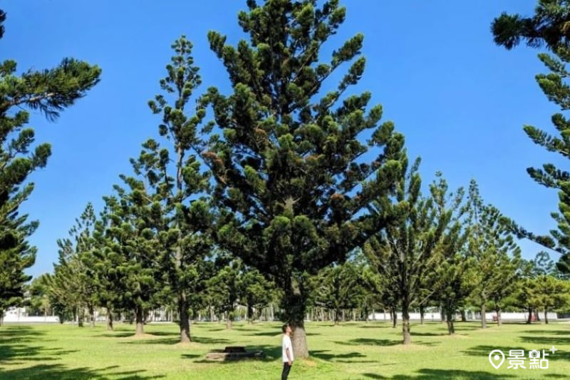 龍潭綠杉林公園擁有都市森林系大景、山訓挑戰區，是親子放電好去處。（圖／siouteng0822）