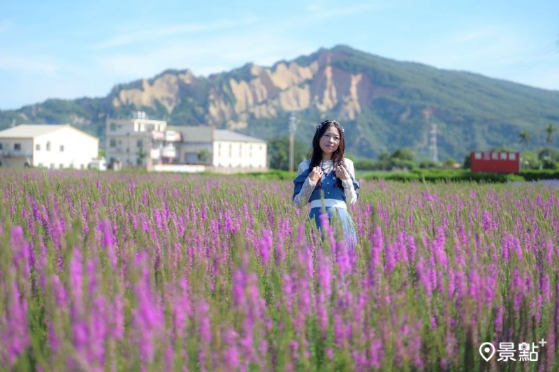 中社觀光花市千曲花海與火炎山同框，吸引人前往取景。（圖／nelly.hong）