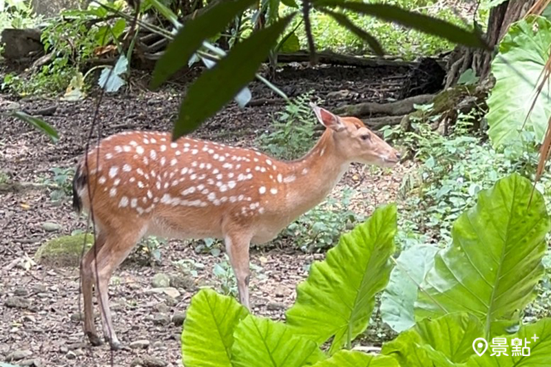 慶祝麟洋奪金，台北市立動物園祭出門票優惠，以及與羚羊拍照兌換禮物的限時活動。（圖／景點+ 張盈盈）