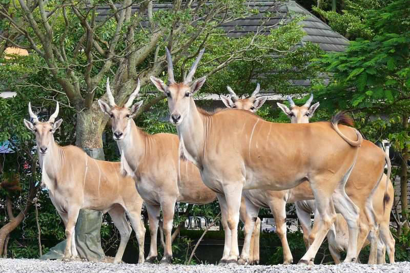 與動物園內的任一羚羊合照，即可兌換限量禮物。（圖／台北市立動物園）