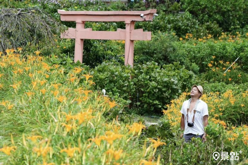 日式鳥居金針花海免跑花東！美拍庭園咖啡廳最佳花期必看