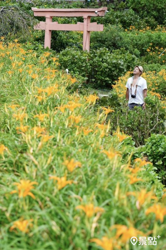 本篇曹家花田香金針花海美圖拍攝於2024年8月13日。（圖／chih07090616，以下同）