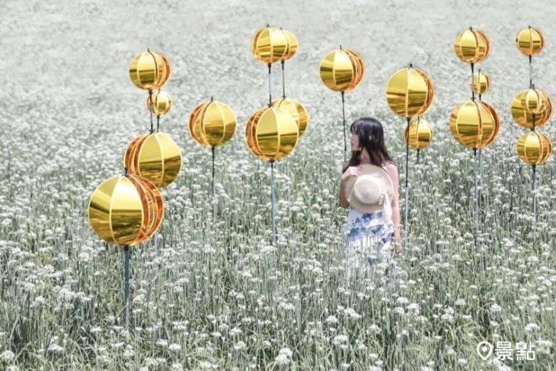 96公頃九月雪花海浪漫美拍！大溪韭菜花季5大裝置藝術必打卡