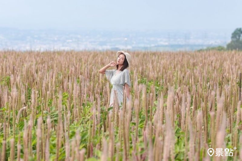 巨幅兔尾草花海秘境美拍！百萬夕陽市景同賞取景角度必收