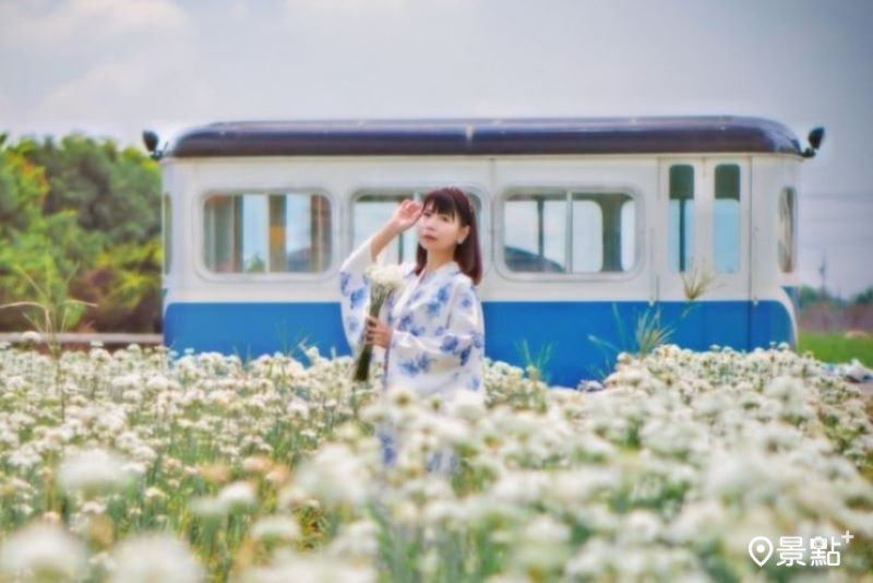 千坪九月雪花海小火車夢幻同框！幸福韭菜花季打卡亮點搶先看