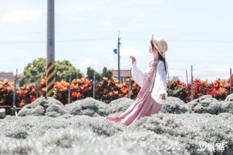 雪白波波草花海IG美拍必收！經典九月雪花田順遊打卡