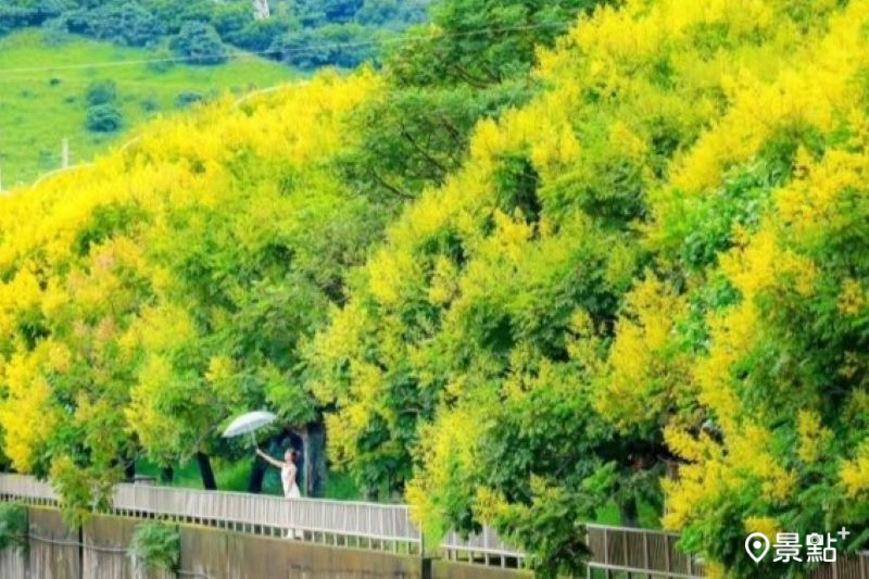 2公里滿版欒樹花海步道經典必拍！全台最美排水溝秋日限定大景