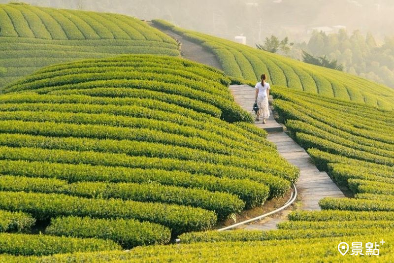 綠色波浪層層大景療癒美拍！全台10大茶園山景步道精選