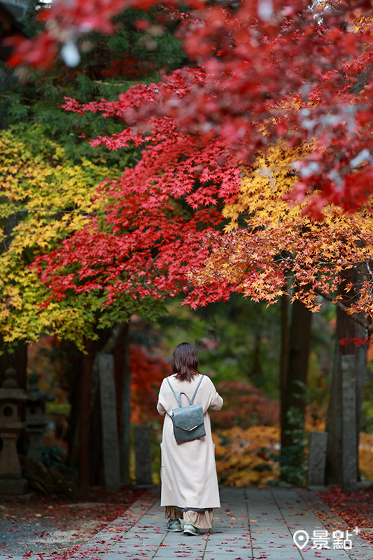 今高野山被紅葉圍繞，走到哪都能拍出網紅美照。