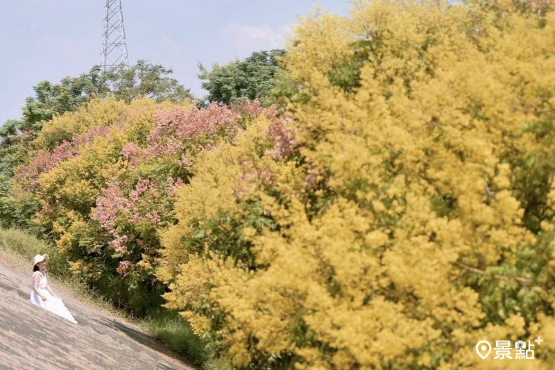 600米滿版欒樹花海河堤步道！經典四色漸層大景最佳賞期必看