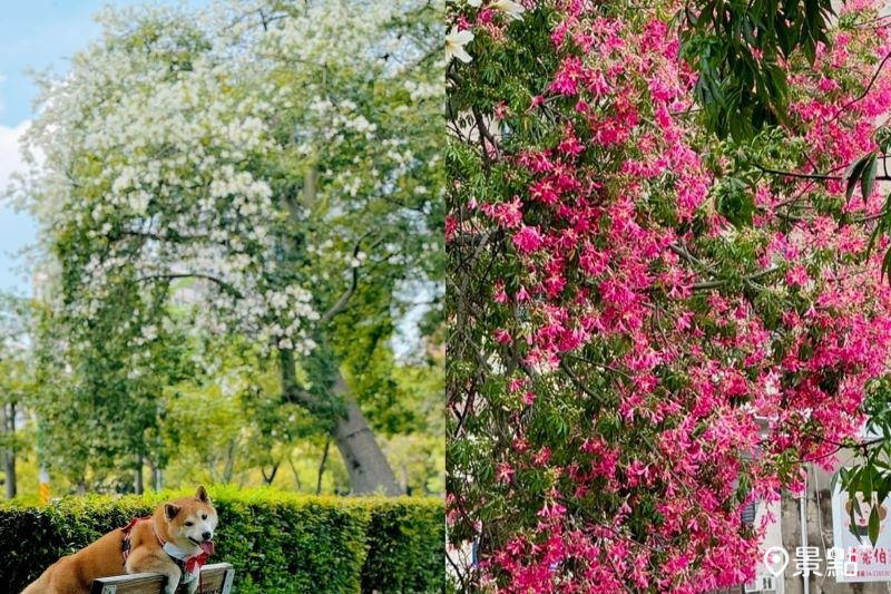 健康公園擁有全台唯一雪白美人樹花海，吸引人前往取景。（圖／momo201438）