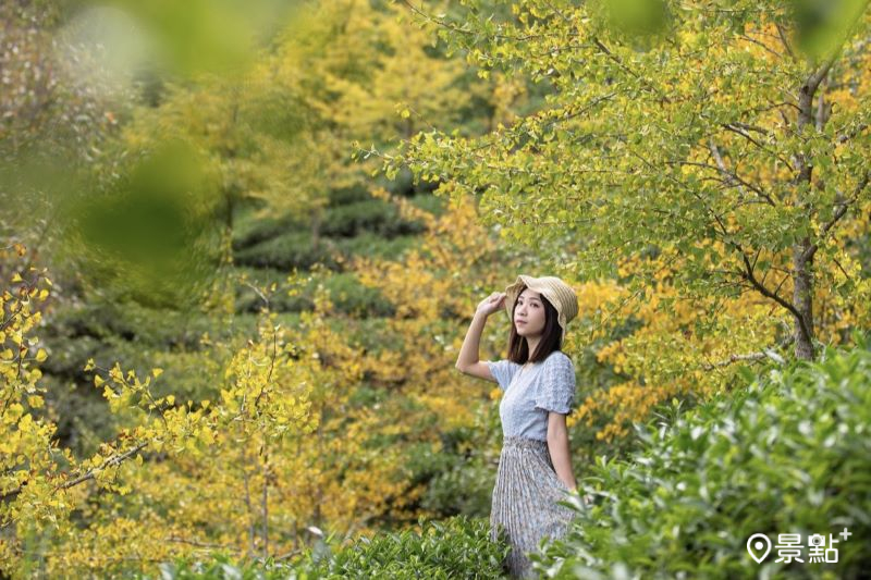 銀杏樹海茶園步道秋季限定同框！金黃美拍雲海秘境景點+1