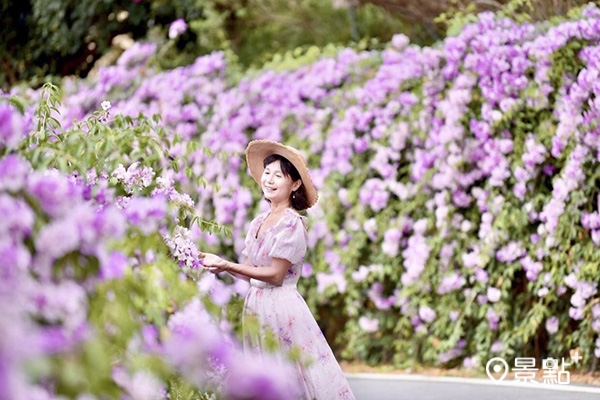 楓樹里蒜香藤步道花海美景。(圖／laiyuping9520，下同)