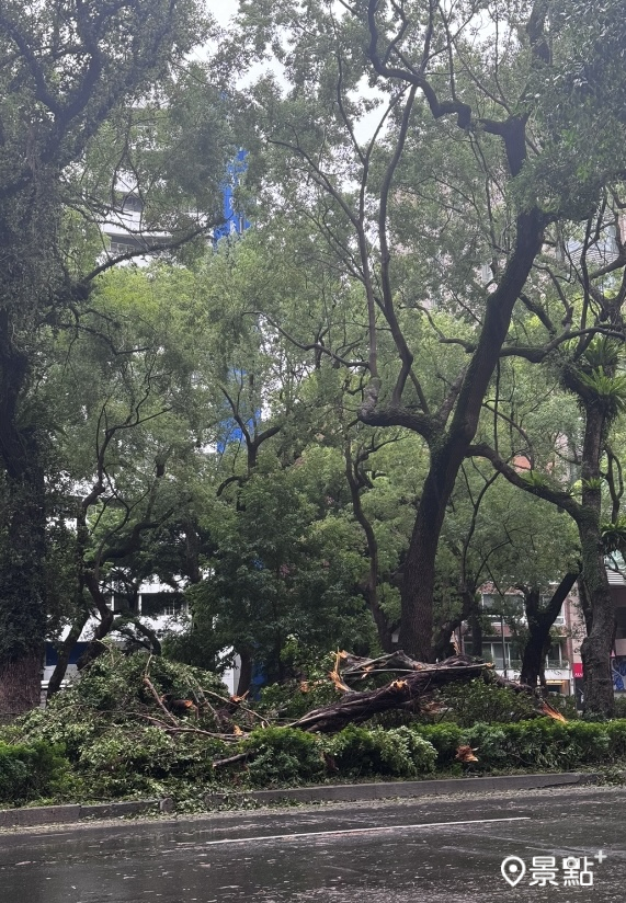 敦化南路林蔭大道康芮颱風侵襲後樹木損毀不少。（圖／cheriechang1217，以下同)