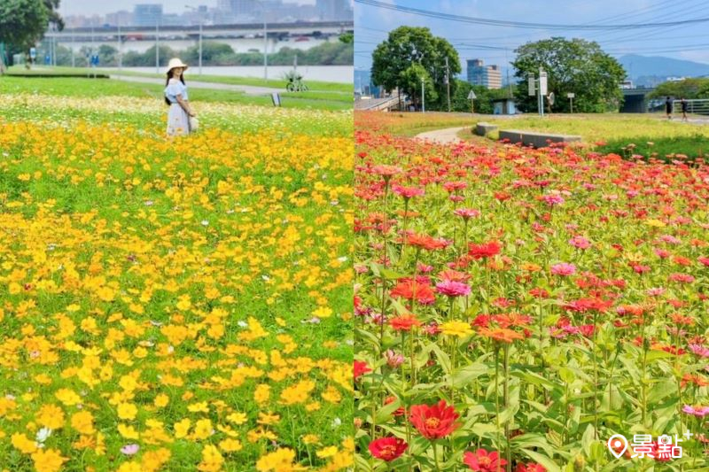 美堤河濱公園波斯菊及河雙21號河濱公園百日草花海。（圖／nikopapa9、台北市政府工務局水利工程處）