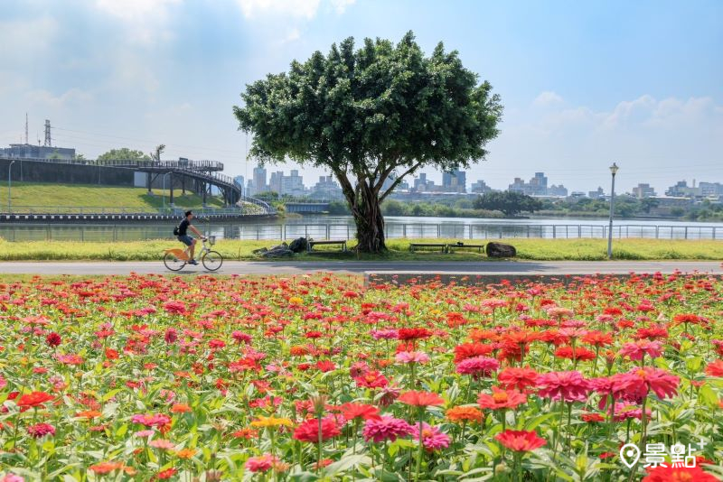 河雙21號河濱公園百日草花海。（圖／台北市政府工務局水利工程處）