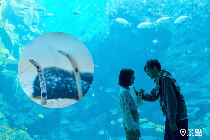 Xpark冬の水族館戀愛物語冬季限定登場，冬季雙人套票開賣！（圖／Xpark，以下同）