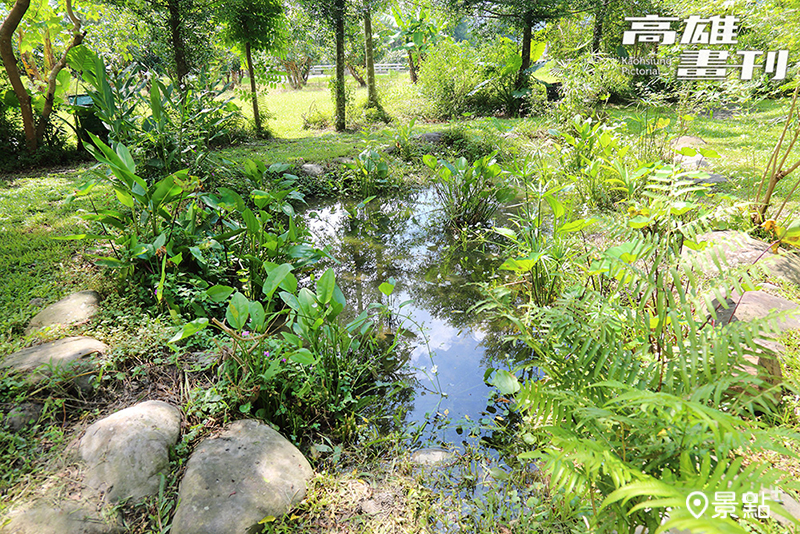 在多多鳥濕地學校水池周邊，已觀察到多達15種青蛙。