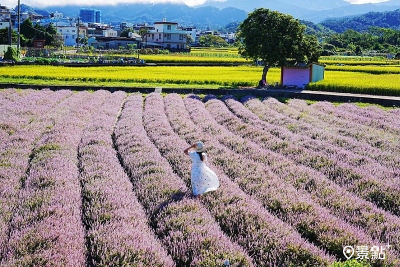 台版普羅旺斯仙草花海大景搶拍！關西經典浪漫花田花況情報先看