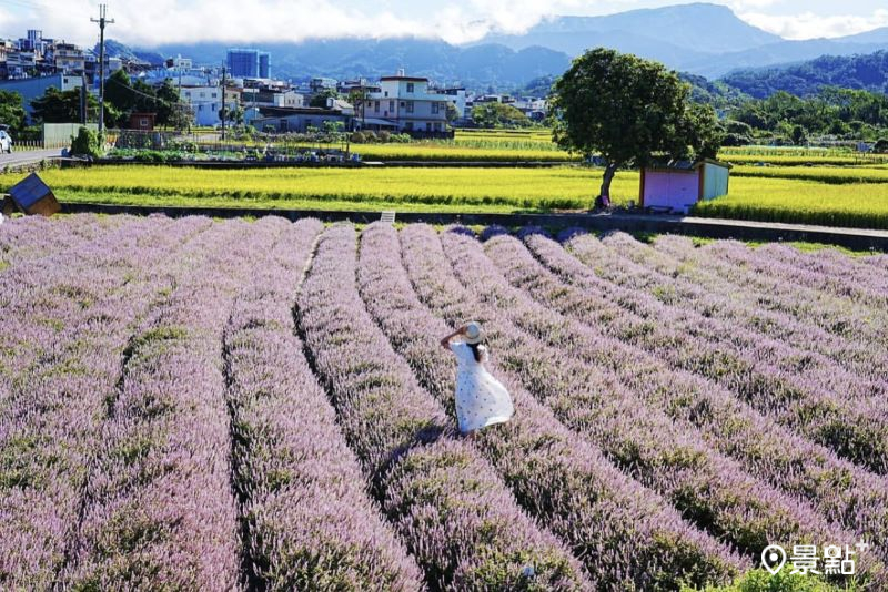 於2024年11月11日拍攝的關西仙草花海美景。（圖／a_tsai324，以下同）