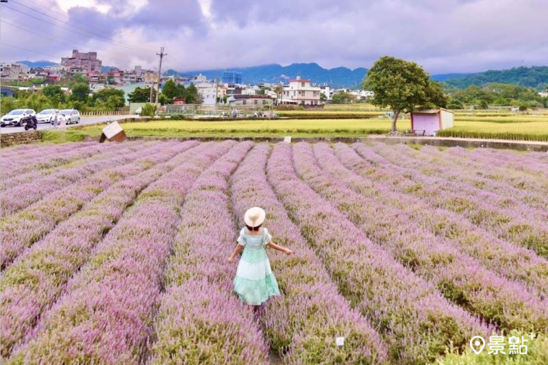 於2024年11月9日拍攝的關西仙草花海美景。（圖／laiyuping9520）