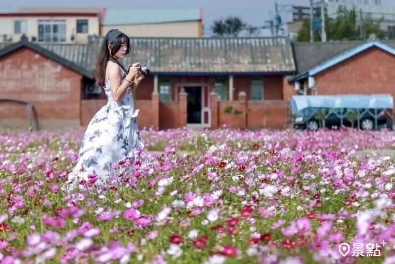 波斯菊花海紅磚古厝經典花景！油畫風格意境休耕限定IG美拍