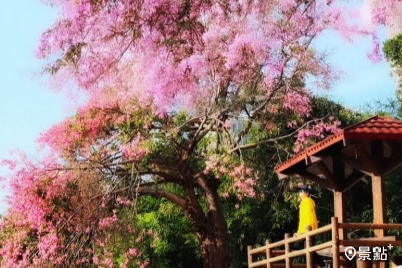 巨型美人樹花海瀑布油畫大景！美拍水岸步道花況取景角度必收