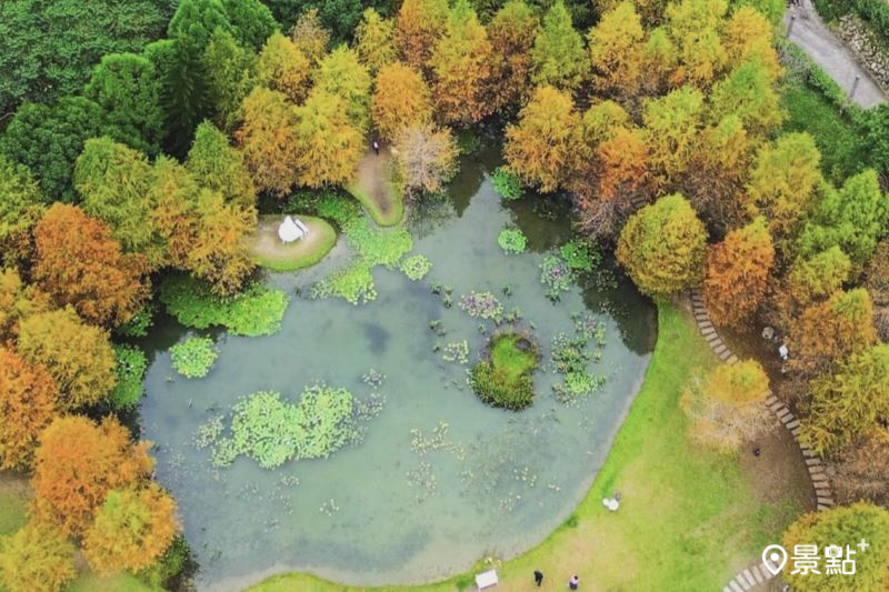 南庄雲水度假溫泉湖畔落羽松宛如童話森林場景，吸引人前往拍照打卡。（圖／jiarui_travel）