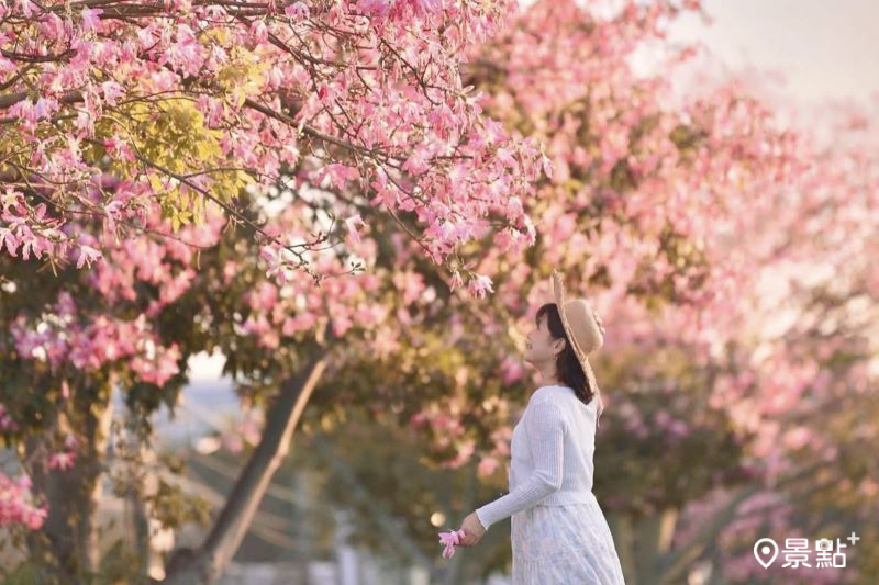 台中市南屯區全新景點美人樹花海大道，吸引人前往取景。（圖／laiyuping9520）