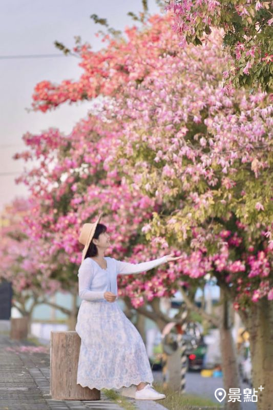 漸層美人樹花海場景十分浪漫。