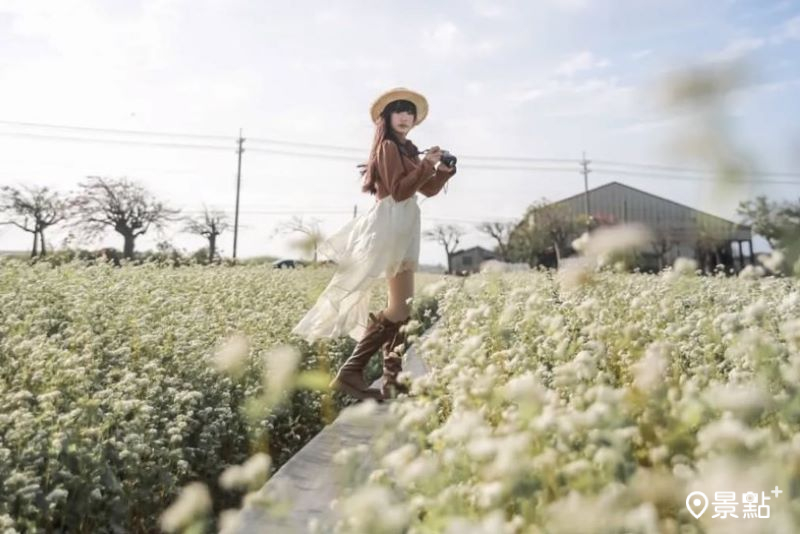 宛如韓劇場景蕎麥花海雪白綻放！冬日限定花田小屋美拍亮點必收