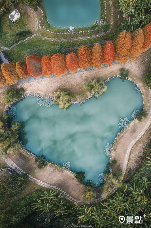 新竹北埔六塘石柿餅落羽松空拍美景。（圖／shengkai_travel）