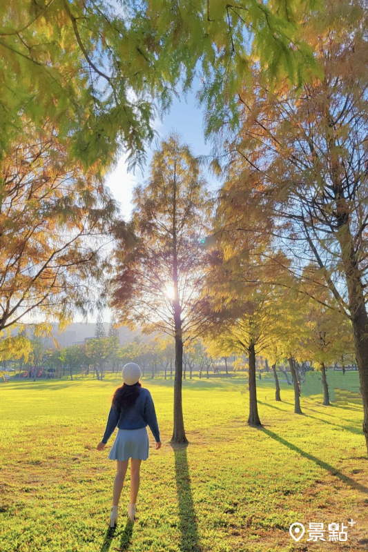 桃園大溪河濱公園落羽松美景。（圖／yijiun_lee，以下同）