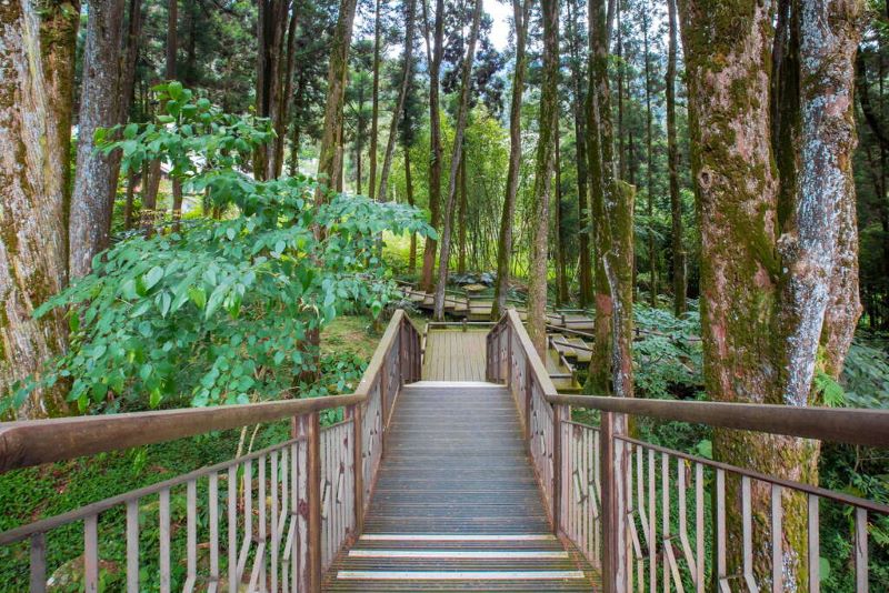 嘉義奮起湖肖楠母樹林步道。（圖／阿里山國家風景區）