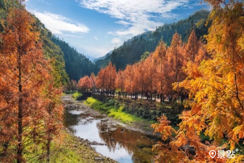 800棵水杉林湖畔大景免出國美拍！秋冬限定仙境最佳觀賞期必收