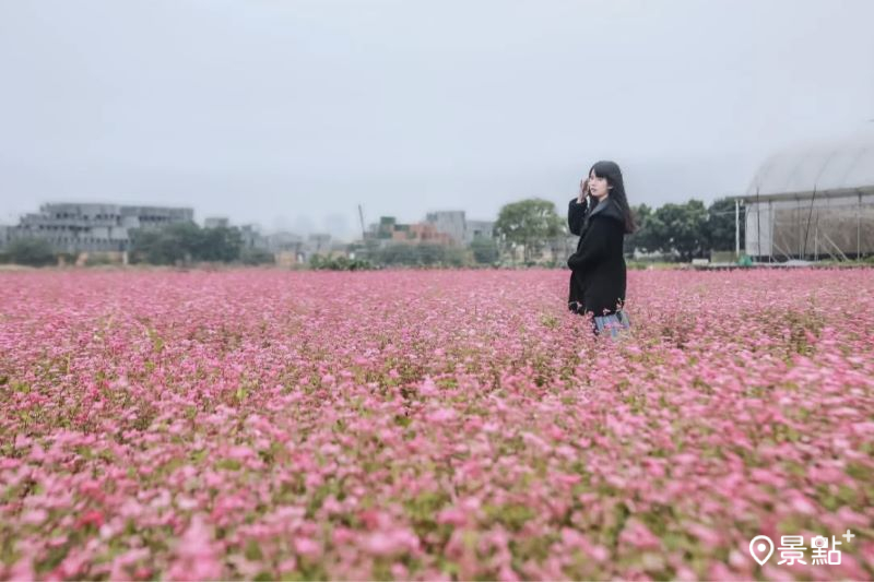 拍攝於2024年12月14日的台中霧峰粉紅蕎麥花海。（圖／aday0530）