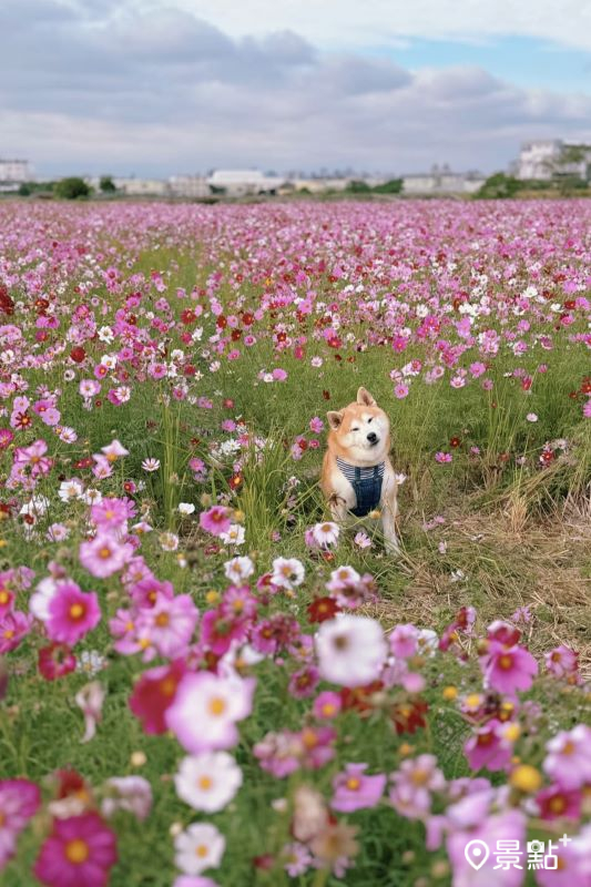 拍攝於2024年12月13日的波斯菊花海美景。