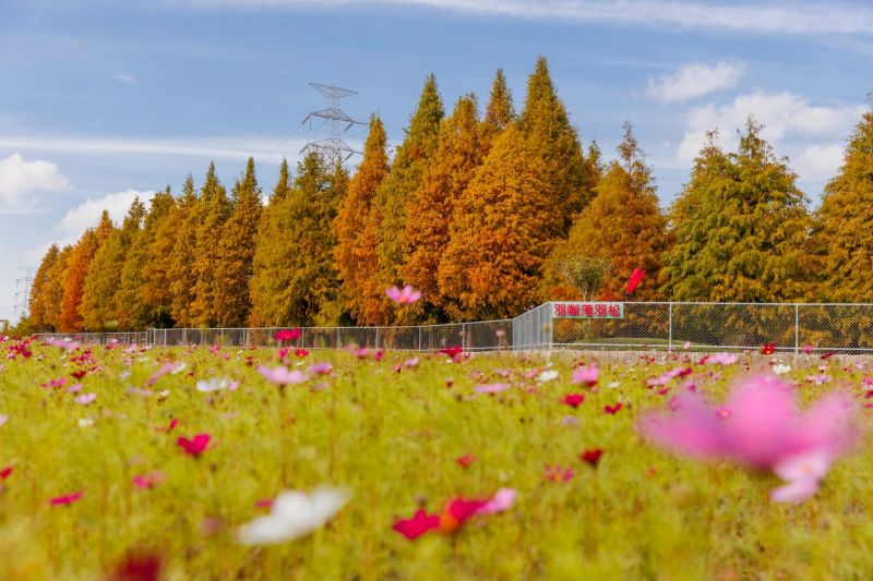 紅棕色落羽松和波絲菊花田同框美景。（圖／后里泰安‧羽粼落羽松）