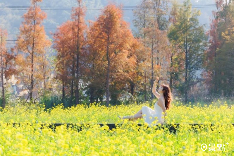 冬季限定的紅棕色落羽松也是必拍美景。