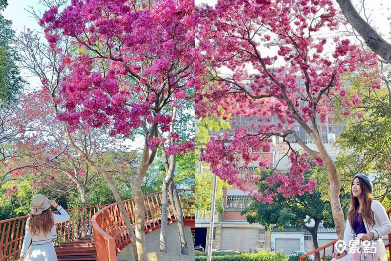 洋紅風鈴木花海夢幻天橋步道！經典粉色棉花糖公園取景角度必看