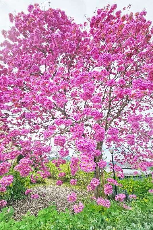 今年洋紅風鈴木的外型宛如浪漫愛心。（圖／瑰蜜甜心玫瑰園）