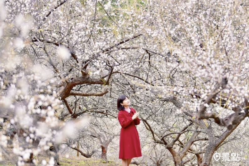 土場梅園花海綻放，吸引人前往取景夢幻一月雪。（圖／laiyuping9520）